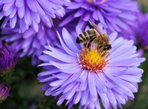 Bienen können den Geschmack von Pestiziden nicht erkennen, selbst bei tödlichen Konzentrationen